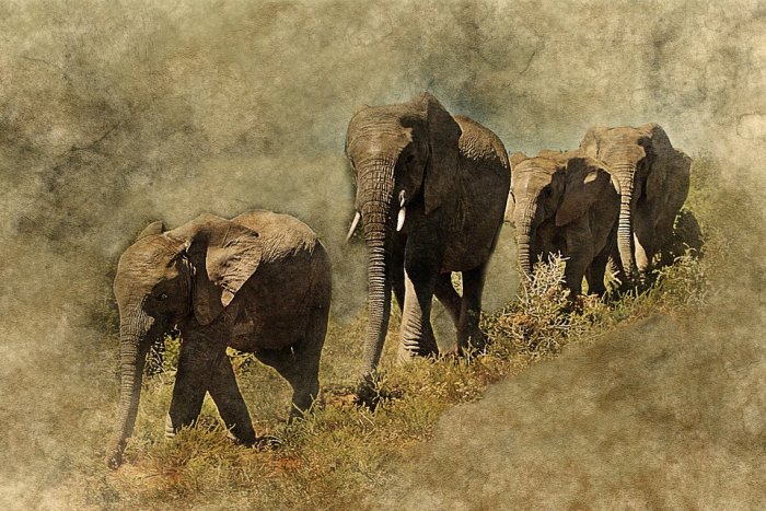 Elephant Animal Art Abstract Vintage Nature